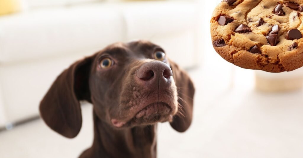 alimentos proibidos para cachorros, alimentos que fazem mal para cachorro, temperos que cachorro não pode comer, alimentos tóxicos para cachorro.
