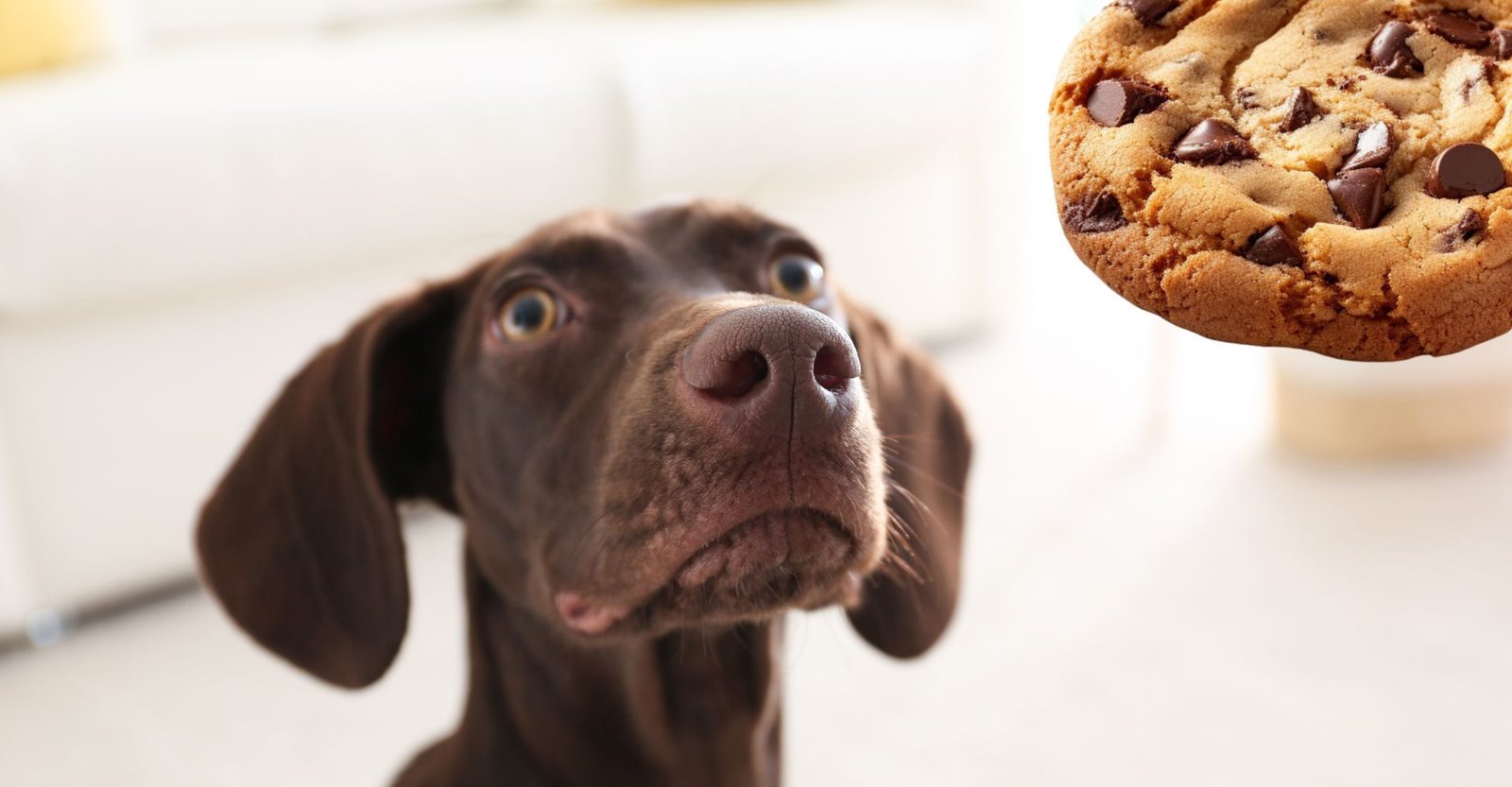 alimentos proibidos para cachorros, alimentos que fazem mal para cachorro, temperos que cachorro não pode comer, alimentos tóxicos para cachorro.