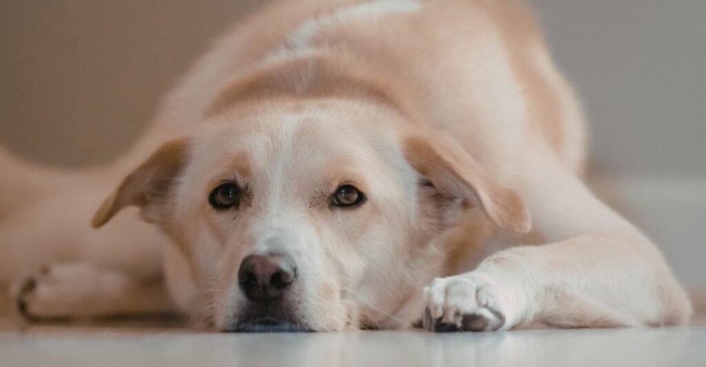 O hábito silencioso que pode adoecer seu pet