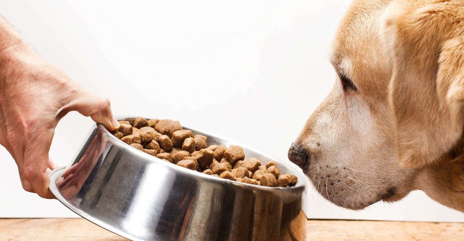 7 alimentos proibidos para cachorros que podem intoxicar em minutos 4 alimentos proibidos para cachorros, alimentos que fazem mal para cachorro, temperos que cachorro não pode comer, alimentos tóxicos para cachorro.