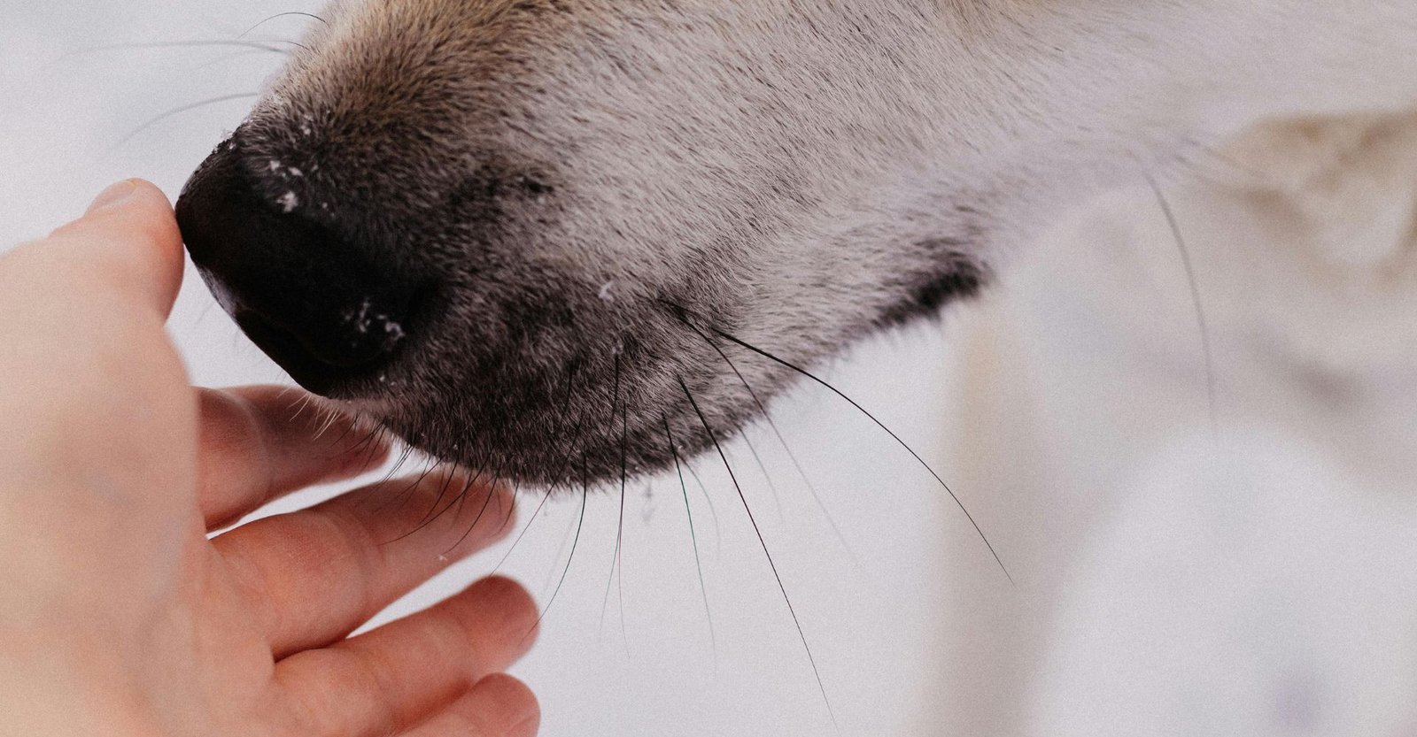 Isso aqui separa quem realmente sabe cuidar de um pet de quem só acha que sabe 1 como cuidar de um pet corretamente, animais faceis de cuidar, dicas para pets, animais pet, tapetes higiénicos