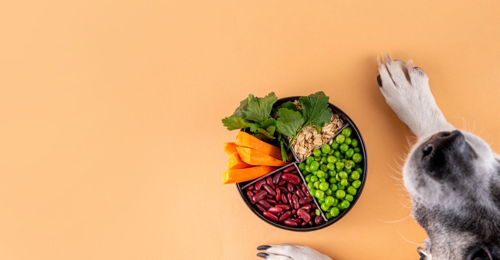 7 alimentos proibidos para cachorros que podem intoxicar em minutos 2 alimentos proibidos para cachorros, alimentos que fazem mal para cachorro, temperos que cachorro não pode comer, alimentos tóxicos para cachorro.