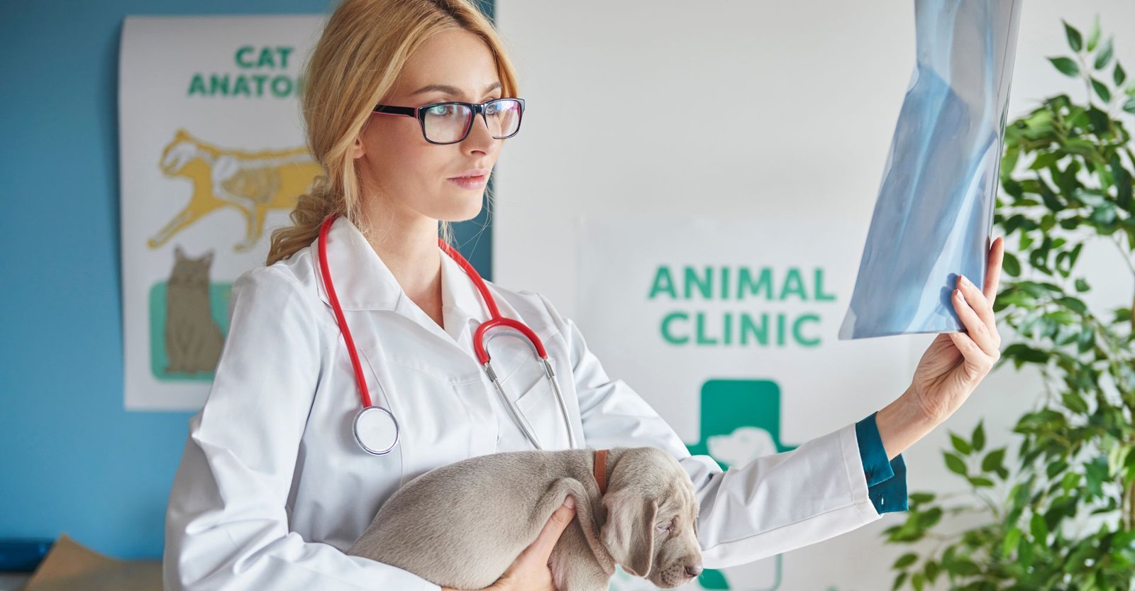 Veterinários chamam atenção para hábito ignorado por muitos tutores 13 pet saudável, ração hipoalergênico, suplemento para cachorro, ração gato filhote, ração para gatos castrados, melhores rações para gatos, petisco para cachorro, petisco natural cachorro, vitamina para cachorro, como saber se o pet está saudável, gato recem nascido, mamadeira para gatinhos recém nascidos