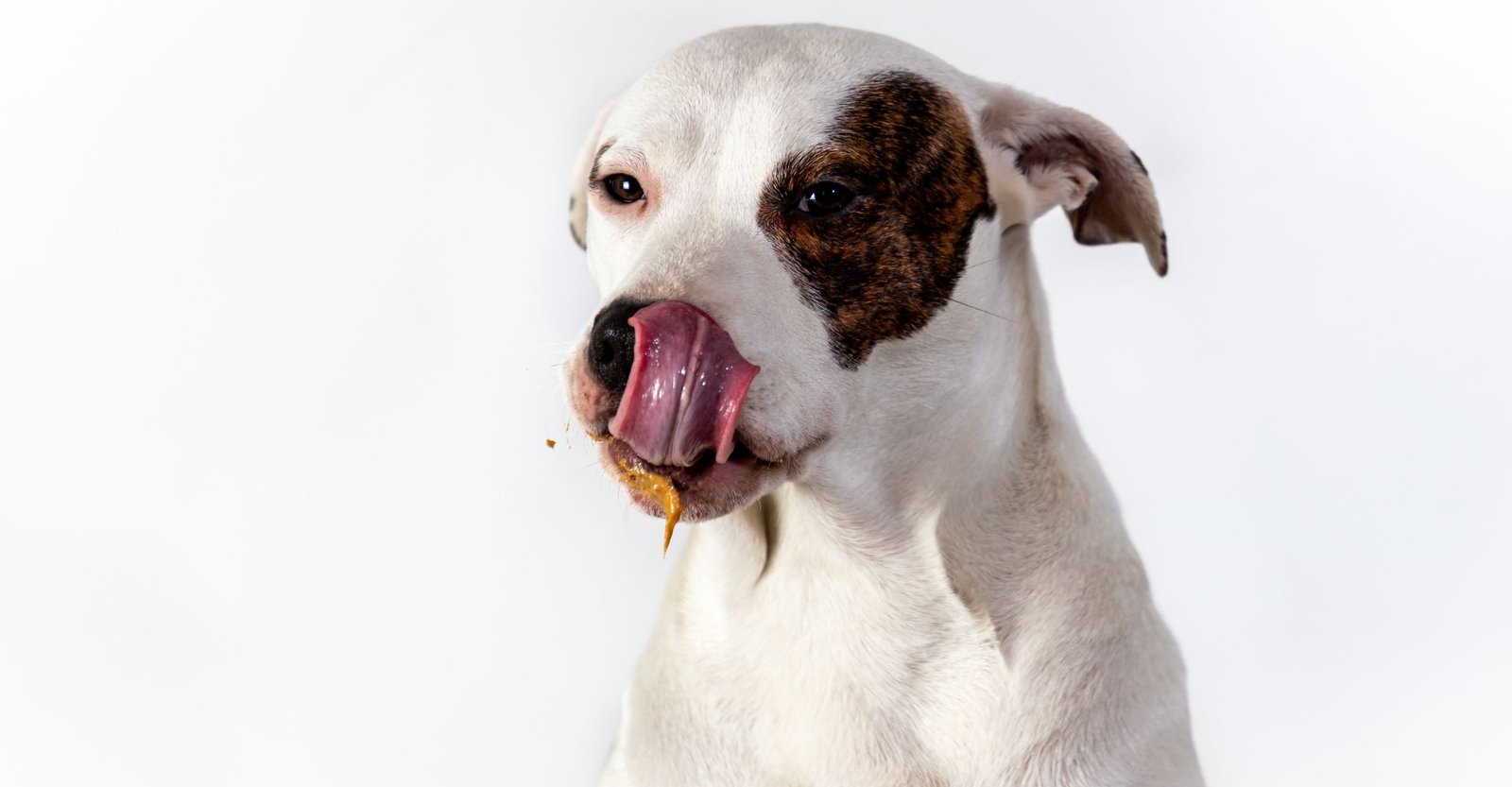 7 alimentos proibidos para cachorros que podem intoxicar em minutos 3 alimentos proibidos para cachorros, alimentos que fazem mal para cachorro, temperos que cachorro não pode comer, alimentos tóxicos para cachorro.