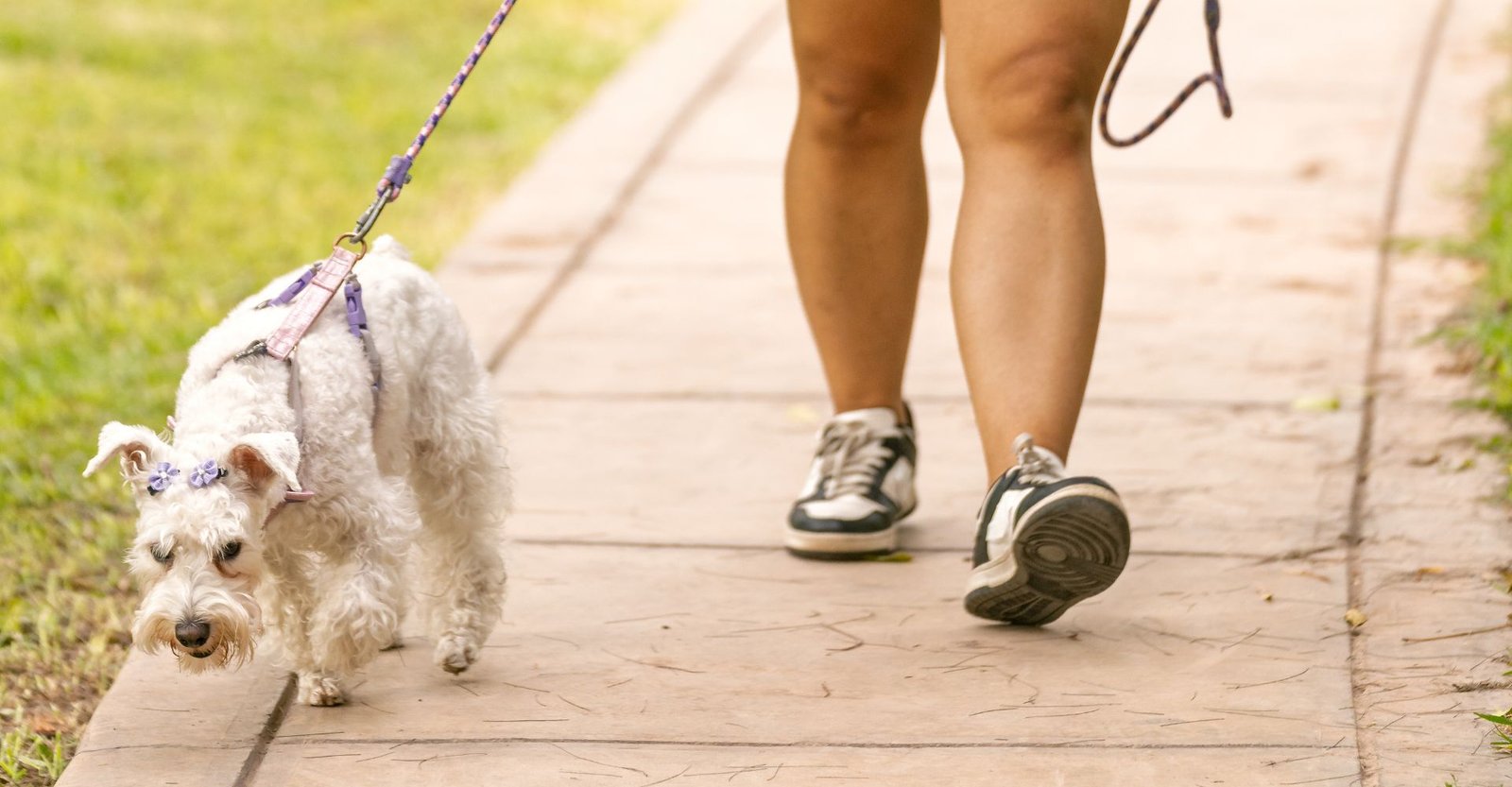 Isso aqui separa quem realmente sabe cuidar de um pet de quem só acha que sabe 3 como cuidar de um pet corretamente, animais faceis de cuidar, dicas para pets, animais pet, tapetes higiénicos