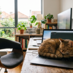 Escritório moderno com gato no laptop