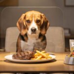 Cão da raça Beagle sentado de forma comportada em uma mesa de jantar diante de um prato saudável e um pacote de alimentação natural premium