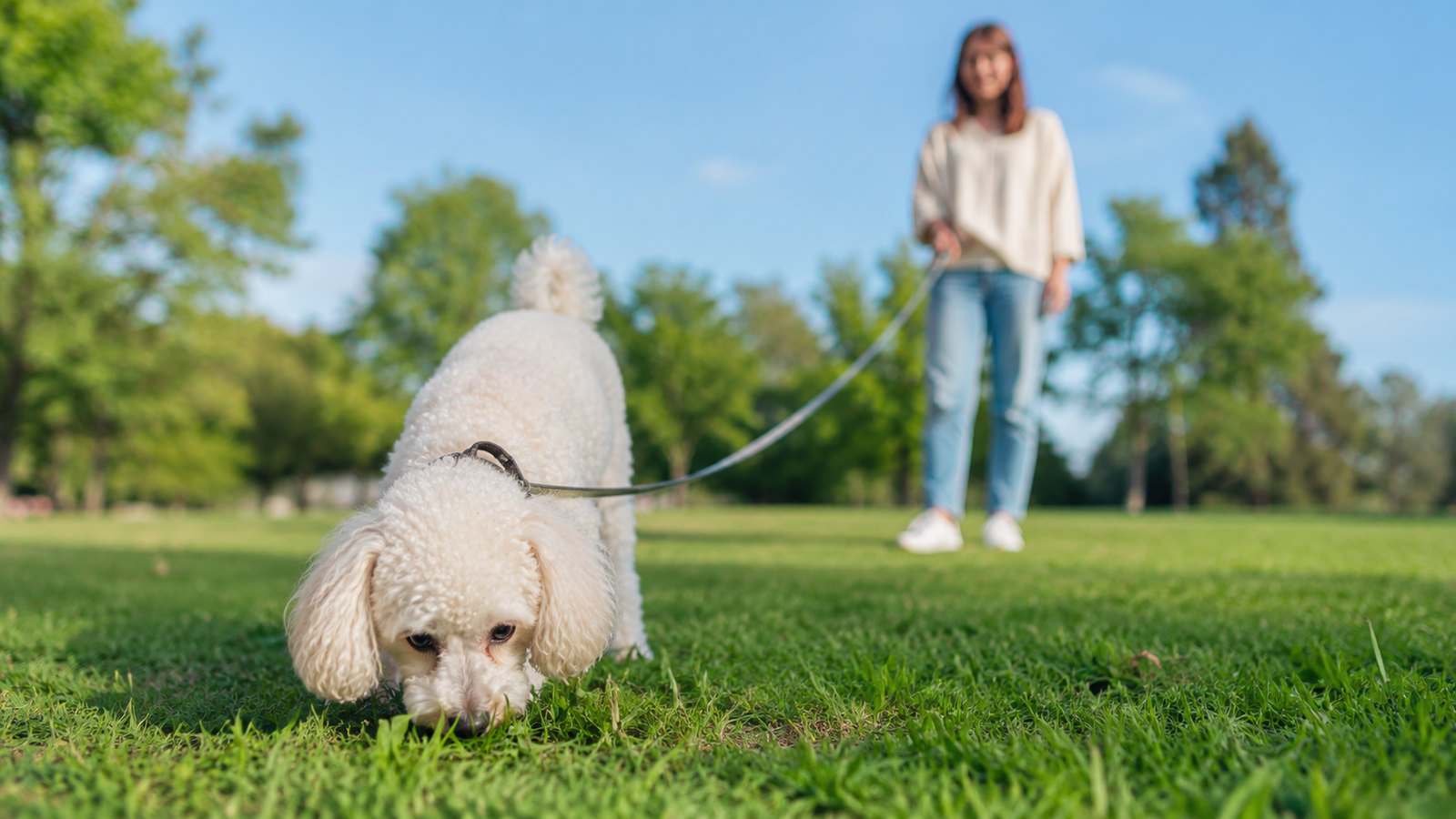 Erros na Adaptação do Cachorro Que Você Provavelmente Está Cometendo e Como Corrigi-los Agora 4 Cachorro em fase avançada de adaptação explorando novo ambiente ao ar livre