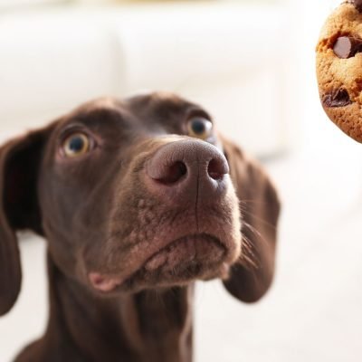 alimentos proibidos para cachorros, alimentos que fazem mal para cachorro, temperos que cachorro não pode comer, alimentos tóxicos para cachorro.